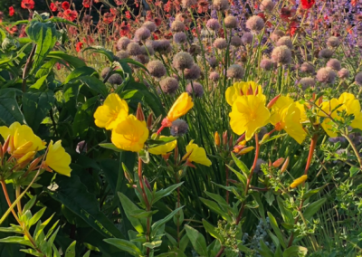 Blomsteräng